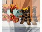 Yorkshire Terrier PUPPY FOR SALE ADN-791395 - Lexie