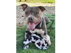 Adopt Apple a Pit Bull Terrier, Mixed Breed