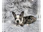 Faux Frenchbo Bulldog PUPPY FOR SALE ADN-791400 - Frenchton puppy