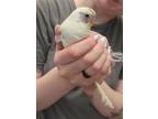 Adopt Mooney a Parakeet (Other)