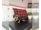 Doxie-Pin PUPPY FOR SALE ADN-791406 - Miniature dachshund puppy