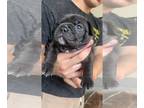 French Bulldog PUPPY FOR SALE ADN-791407 - Andy