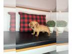 Doxie-Pin PUPPY FOR SALE ADN-791409 - Miniature dachshund