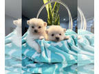 Pomeranian PUPPY FOR SALE ADN-791429 - Pomeranians
