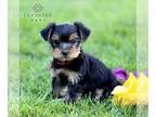 Yorkshire Terrier PUPPY FOR SALE ADN-791432 - Yorkshire Terrier