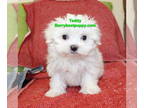 Maltese PUPPY FOR SALE ADN-791453 - Maltese Puppy