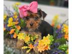 Yorkshire Terrier PUPPY FOR SALE ADN-791461 - Piper