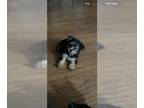 Yorkshire Terrier PUPPY FOR SALE ADN-791467 - Gurtles litter