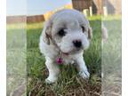 Maltipoo PUPPY FOR SALE ADN-791471 - Maltipoo female puppy white