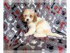 Cockapoo PUPPY FOR SALE ADN-791472 - Cookie