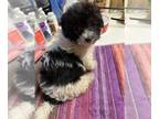 ShihPoo PUPPY FOR SALE ADN-791473 - CKC shihpoos