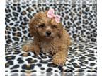 Cavapoo PUPPY FOR SALE ADN-791475 - Amy
