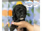 Poodle (Miniature) PUPPY FOR SALE ADN-791488 - Blue and Friends