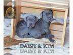 Cane Corso PUPPY FOR SALE ADN-791498 - AKC Cane Corso Puppies for sale