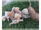 Goldendoodle-Poodle (Standard) Mix PUPPY FOR SALE ADN-791511 - Miniature