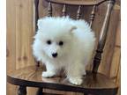 American Eskimo Dog PUPPY FOR SALE ADN-791513 - Purebred Miniature American