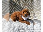 Goldendoodle PUPPY FOR SALE ADN-791529 - Mini Toby