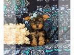 Yorkshire Terrier PUPPY FOR SALE ADN-791533 - Toy size Yorkie Puppy