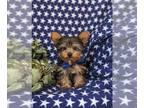 Yorkshire Terrier PUPPY FOR SALE ADN-791534 - Toy size Yorkie Puppy