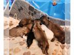 Shih Tzu PUPPY FOR SALE ADN-791552 - Pennys Puppies 52424