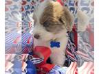 Pyredoodle PUPPY FOR SALE ADN-791555 - Pyredoodle puppies avail June 22 2024