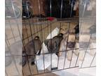 Pug PUPPY FOR SALE ADN-791570 - Female fawn male black