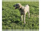 Poodle (Standard) DOG FOR ADOPTION ADN-791193 - AKC Male Poodle