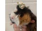 Adopt Princess Millie a Guinea Pig