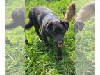 Labrador Retriever Mix DOG FOR ADOPTION RGADN-1106427 - Mack - Australian Cattle