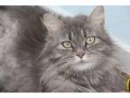 Adopt Missy a Domestic Short Hair