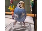 Adopt Hewey a Parakeet (Other)