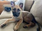 Adopt Pita a German Shepherd Dog