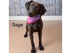 Adopt Sage a Hound