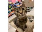 Adopt Bluebell a Domestic Short Hair