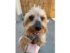 Adopt Sylvie a Yorkshire Terrier