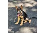 Adopt Avery - The A's a German Shepherd Dog, Mixed Breed