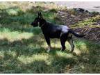 Adopt Ava - The A's a German Shepherd Dog, Mixed Breed
