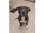 Adopt Petunia a Pit Bull Terrier, Mixed Breed