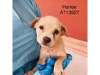 Adopt Harlee a American Staffordshire Terrier
