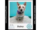 Adopt Daisy (Mom to Daisy's Droplets) 051824 a Cattle Dog, Corgi