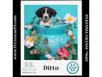 Adopt Ditto (Dust Bunnies) 051824 a Great Pyrenees, Border Collie