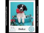 Adopt Dolce (Dust Bunnies) 051824 a Great Pyrenees, Border Collie