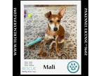Adopt Mali (The Smidgens) 051824 a Miniature Pinscher