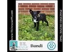 Adopt Dandi (Daisy's Droplets) 051824 a Cattle Dog, Corgi