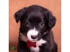 Adopt Tequila a Mixed Breed