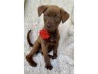 Adopt Wine a Mixed Breed
