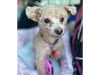 Adopt Scout a Yorkshire Terrier, Poodle