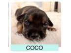 Adopt Coco a Plott Hound, Terrier