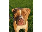 Adopt Tex a Pit Bull Terrier, Mixed Breed