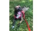 Adopt RAVEN a American Staffordshire Terrier, Mixed Breed